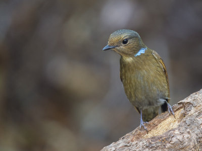 large niltava (f.)(Niltava grandis)
