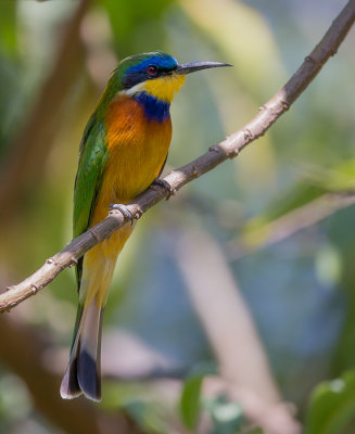 blue-breasted bee-eater(Merops variegatus)