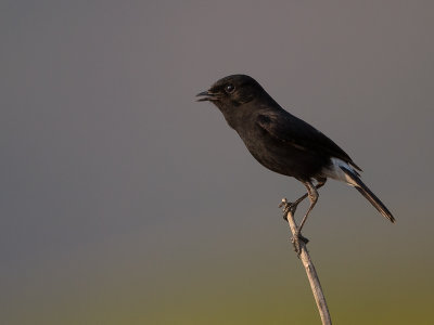 pied bush chat<br><i>(Saxicola caprata)</i)