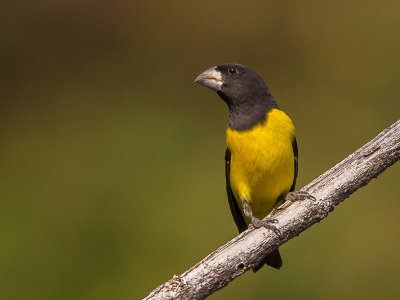 spot-winged grosbeak(Mycerobas melanozanthos)