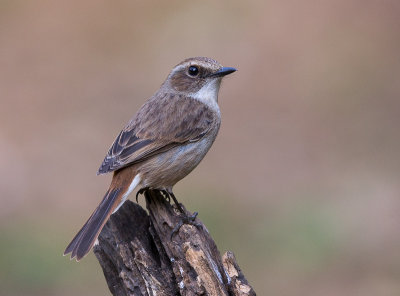 grey bushchat (f.)(Saxicola ferreus)