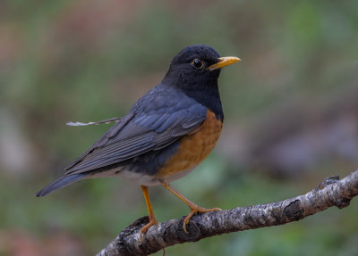black-breasted thrush (m.)(Turdus dissimilis)