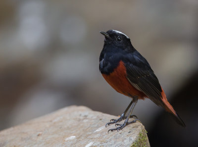 white-capped redstart(Phoenicurus leucocephalus)