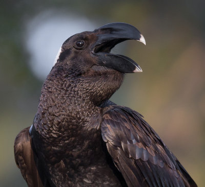 thick-billed raven(Corvus crassirostris)