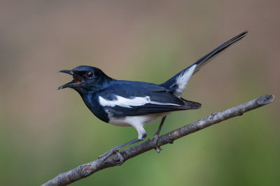 oriental magpie-robin(Copsychus saularis)