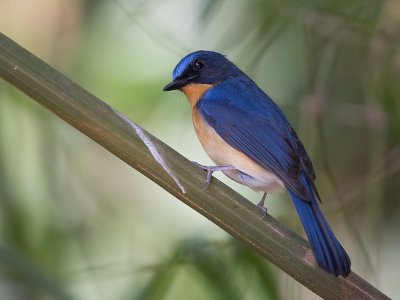 hill blue flycatcher(Cyornis banyumas)