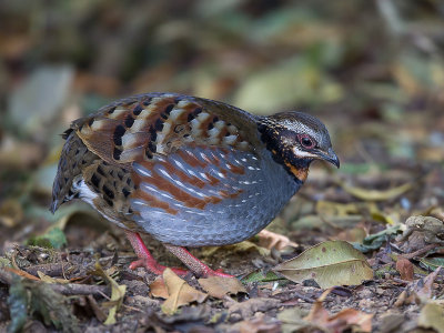 rufous-throated partridge<br><i>(Arborophila rufogularis)</i>