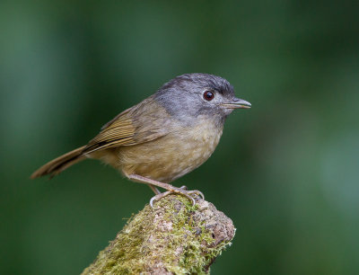 grey-cheeked fulvetta(Alcippe morrisonia)
