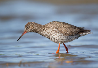 common redshank<br><i>(Tringa totanus)</i>