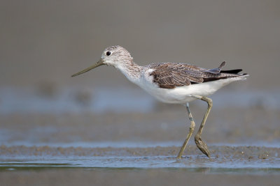 common greenshank(Tringa nebularia)