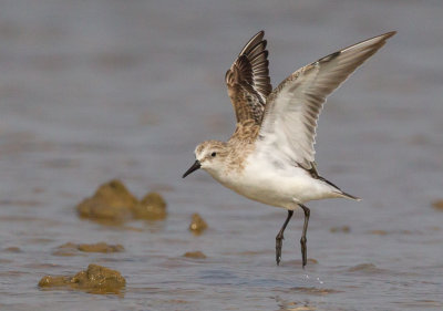 red-necked stint(Calidris ruficollis)