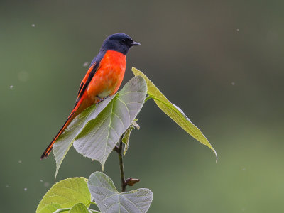 long-tailed minivet(Pericrocotus ethologus)