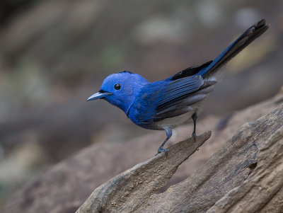 black-naped monarch<br><i>(Hypothymis azurea)</i>