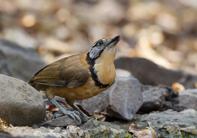 greater necklaced laughingthrush<br><i>(Garrulux pectoralis)</i>