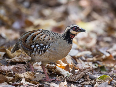 bar-backed partridge (Arborophila brunneopectus)