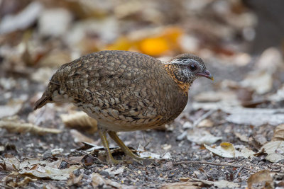 scaly-breasted partridge  (Arborophila chloropus)