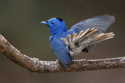 black-naped monarch(Hypothymis azurea)