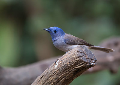 black-naped monarch(Hypothymis azurea)