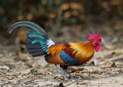 red junglefowl(Gallus gallus)