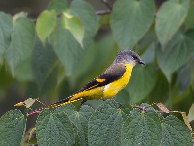 long-tailed minivet(Pericrocotus ethologus)