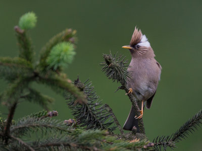 white-collared yuhina(Yuhina diademata)