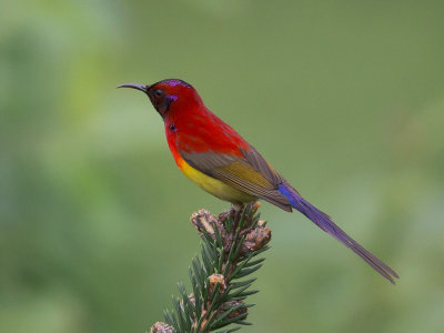 mrs.gould's sunbird(Aethopyga gouldiae)