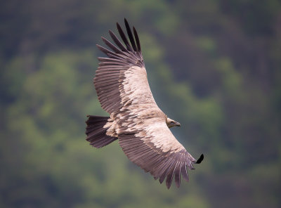 himalayan vulture(Gyps himalayensis)