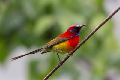 mrs.gould's sunbird(Aethopyga gouldiae)