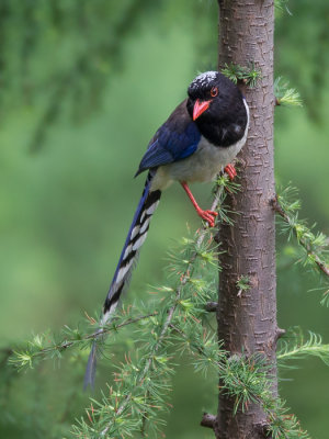red-billed blue magpie(Urocissa erythrorhyncha)
