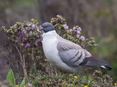 snow pigeon(Columba leuconota)