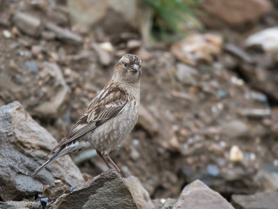 plain mountain finch(Leucosticte nemoricola)