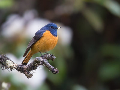 blue-fronted redstart(Phoenicurus frontalis)