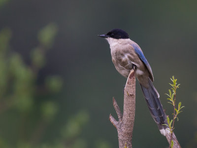 azure-winged magpie(Cyanopica cyana)