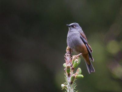 maroon-backed accentor(Prunella immaculata)