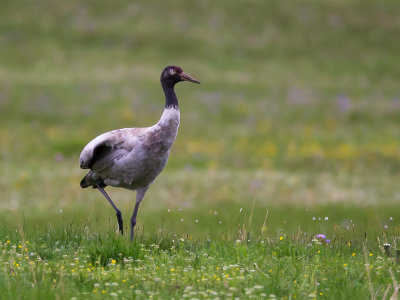 black-necked crane(Grus nigricollis)