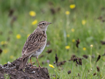 oriental skylark(Alauda gulgula)