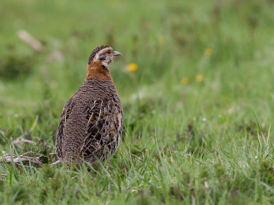 tibetan partridge(Perdix hodgsoniae)