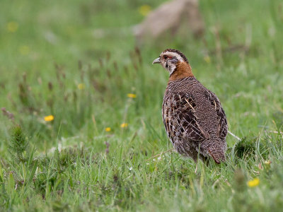 tibetan partridge(Perdix hodgsoniae)