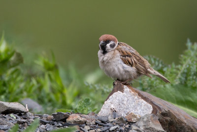 eurasian tree sparrow(Passer montanus)