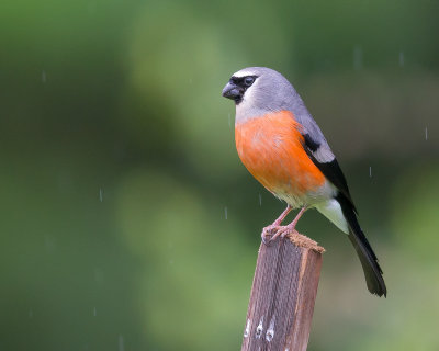 grey-headed bullfinch (m.)(Pyrrhula erythaca)