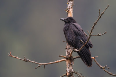 carrion crow(Corvus corone)