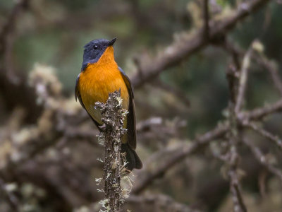 slaty-backed flycatcher(Fidecula hodgsonii)