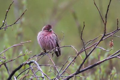 beautiful rosefinch (m.)(Carpodacus pulcherrimus)