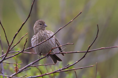 beautiful rosefinch (f.)(Carpodacus pulcherrimus)