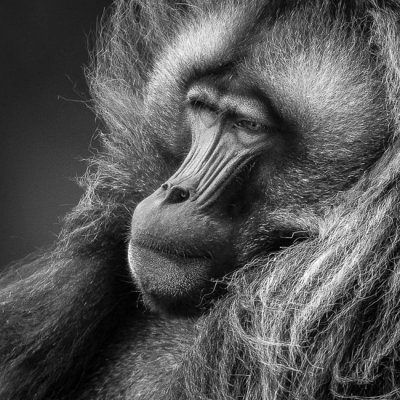 gelada (m.)(Theropithecus gelada)