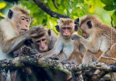 toque macaque<br><i>(Macaca sinica)</i>