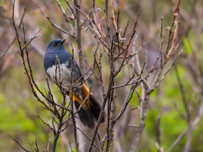 white-bellied redstart(Luscinia phoenicuroides)