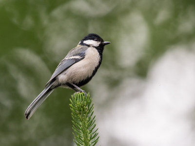 japanese tit(Parus minor)