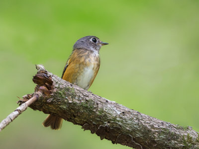 ferruginous flycatcher(Muscipapa ferruginea)