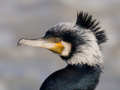 great cormorant(Phalacrocorax carbo)